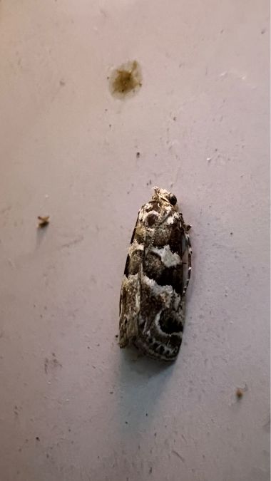 Asopie corticale  - Melchior Viallet