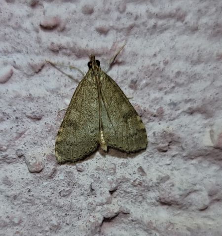 Udea prunalis  - Thomas Lux