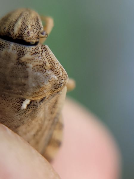 Eurygaster maura  - Thomas Lux