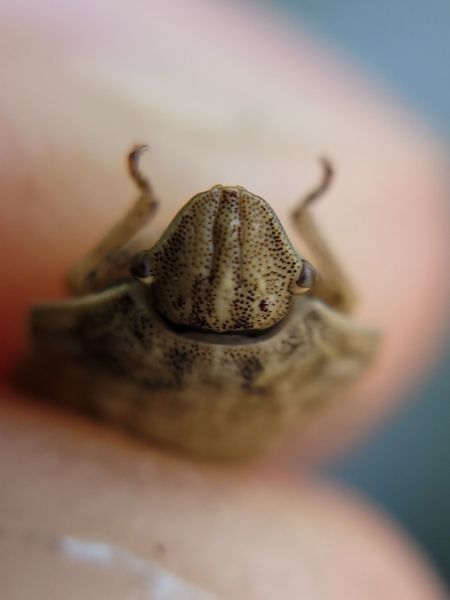 Eurygaster maura  - Thomas Lux