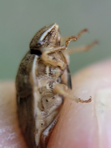 Eurygaster maura  - Thomas Lux