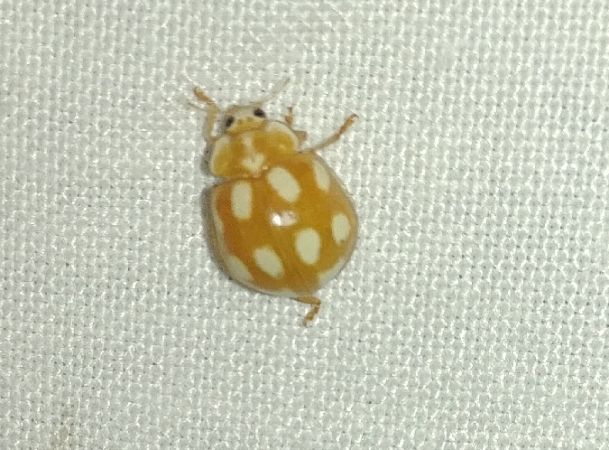 Calvia decemguttata 