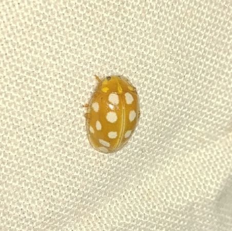 Halyzia sedecimguttata 
