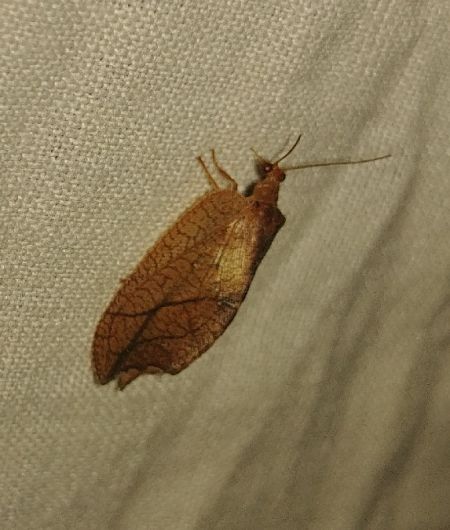 Drepanepteryx phalaenoides 