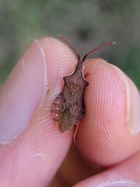Haploprocta sulcicornis  - Thomas Lux