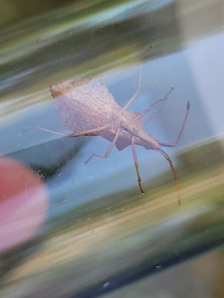 Haploprocta sulcicornis  - Thomas Lux