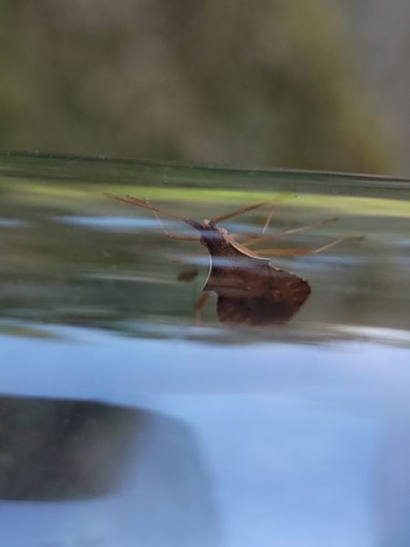 Haploprocta sulcicornis  - Thomas Lux