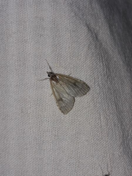 Sitochroa palealis  - Sylvain Lethuillier