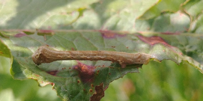 Ectropis crepuscularia 