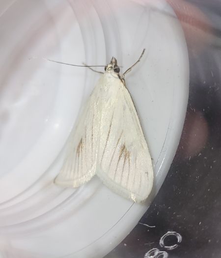 Sitochroa palealis  - Thomas Lux