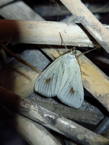 Sitochroa palealis  - Thomas Lux