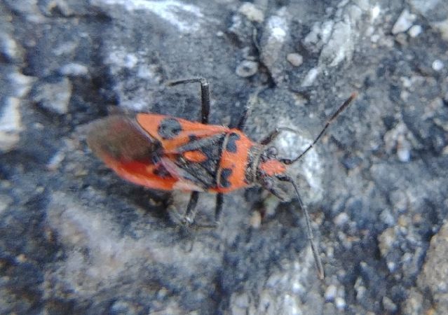 Corizus hyoscyami hyoscyami 