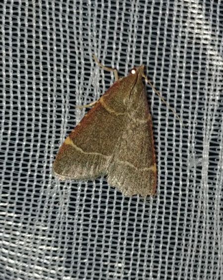 Hypsopygia glaucinalis 