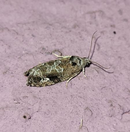 Eudemis porphyrana  - Thomas Lux