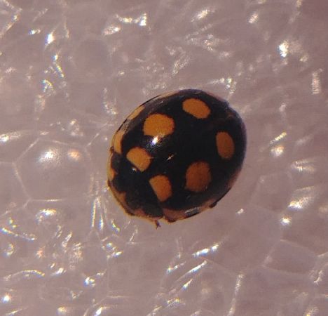 Coccinelle aux 14 points jaunes 