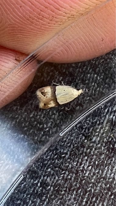 Odites kollarella  - Melchior Viallet
