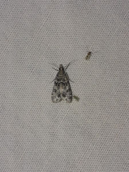 Eudonia delunella  - Sylvain Lethuillier