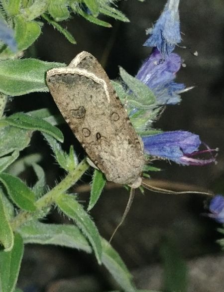 Noctuelle des moissons 