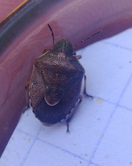 Rubiconia intermedia 