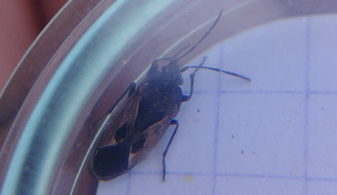 Rhyparochromus pini 