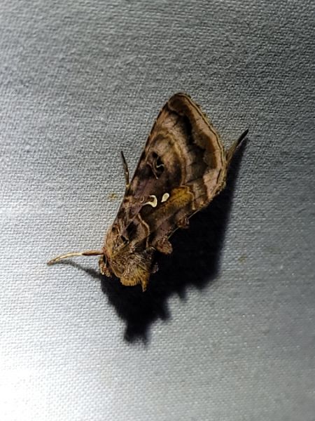 Autographa pulchrina  - Thomas Lux