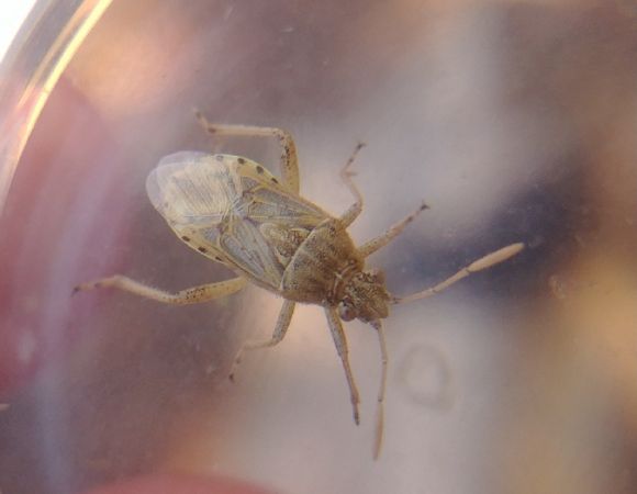 Stictopleurus abutilon 