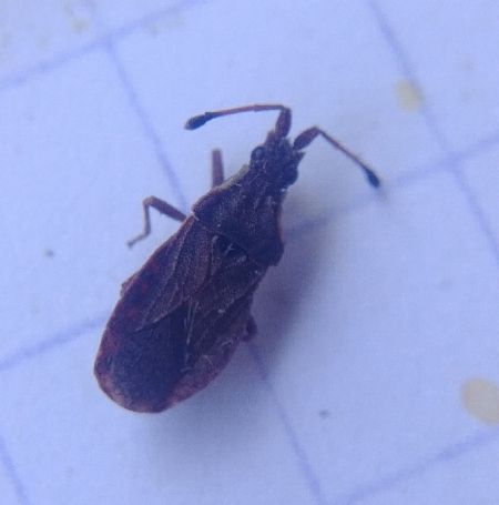 Spathocera dalmanii 
