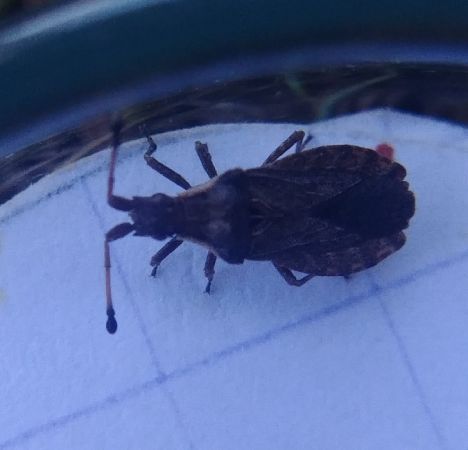 Spathocera dalmanii 