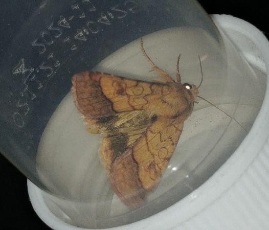Pyrrhia umbra 