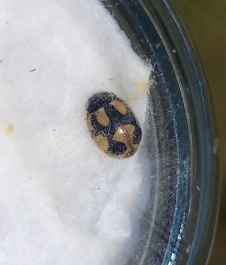 Coccinella hieroglyphica  - Thomas Lux