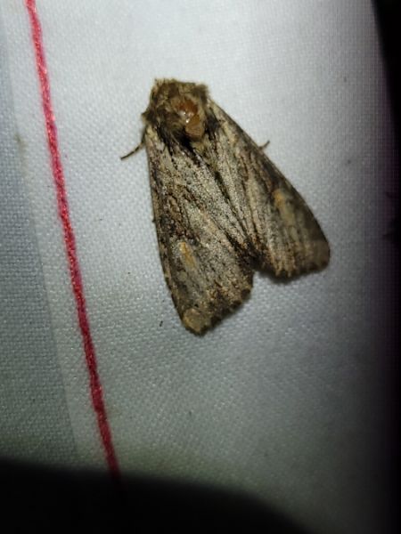Apamea crenata  - Thomas Lux
