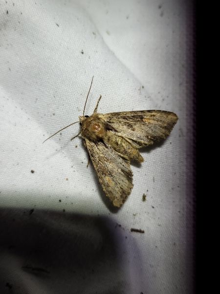 Apamea crenata  - Thomas Lux