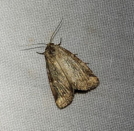 Photedes minima  - Thomas Lux