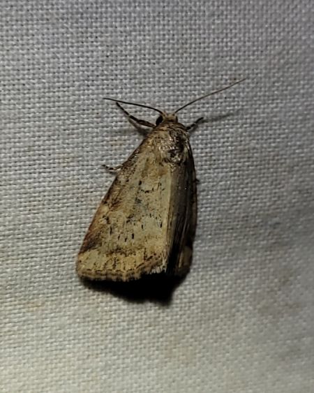 Photedes minima  - Thomas Lux