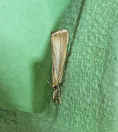 Agriphila straminella  - Thomas Lux