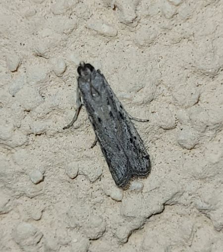 Phycitodes sp.  - Thomas Lux
