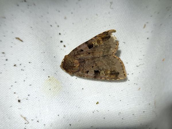 Diarsia brunnea  - Thomas Lux