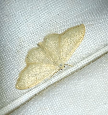 Idaea straminata  - Thomas Lux