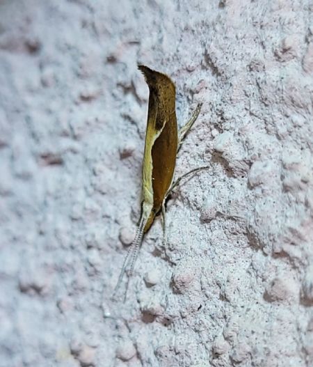 Ypsolopha dentella  - Thomas Lux