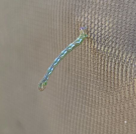 Eupithecia nanata  - Thomas Lux