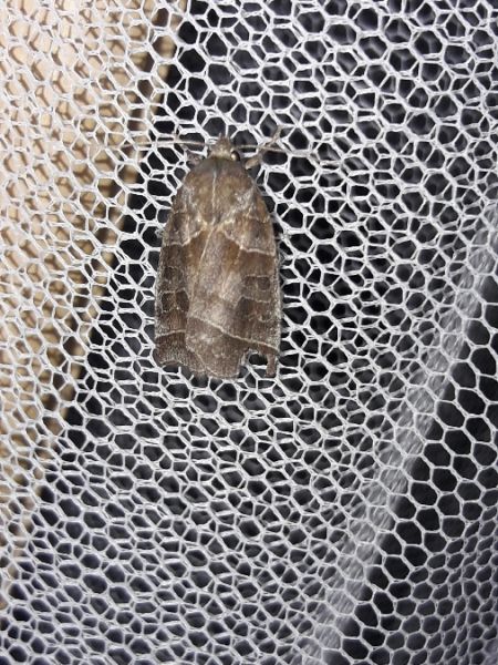 Ipimorpha retusa  - Sylvain Lethuillier