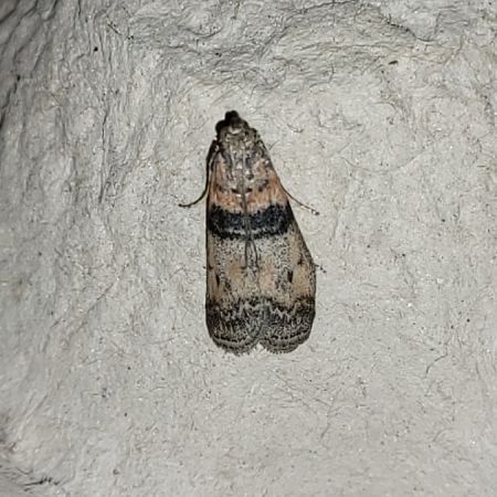 Sciota rhenella  - Thomas Lux