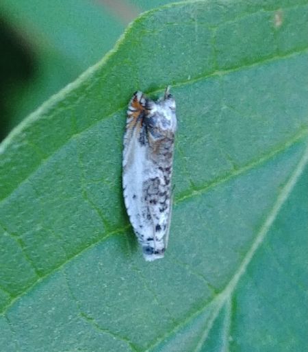 Ancylis laetana 
