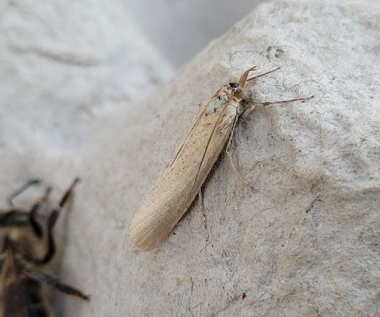 Crambus perlé  - Thomas Lux