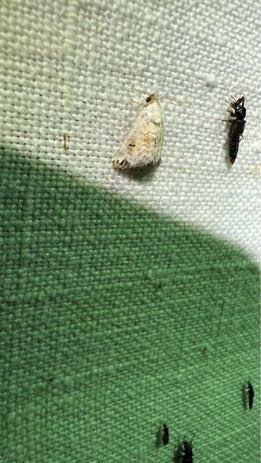 Eublemma scitula  - Melchior Viallet