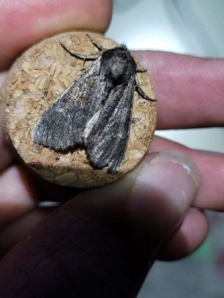 Lacanobia thalassina  - Thomas Lux