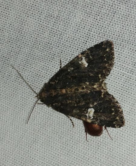 Melanchra persicariae 