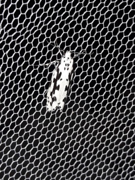 Ethmia pusiella  - Sylvain Lethuillier