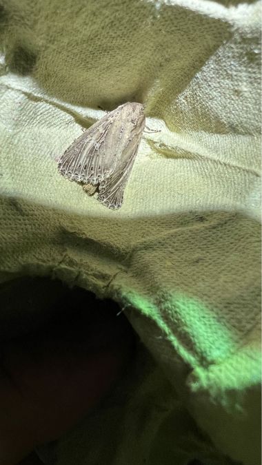Nonagria typhae  - Melchior Viallet