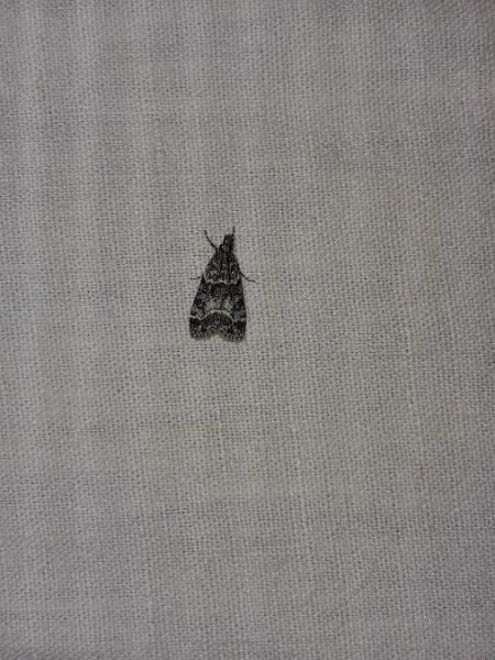 Eudonia mercurella  - Sylvain Lethuillier
